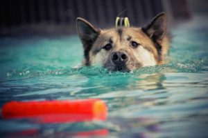 犬　水泳